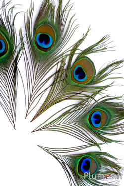 Paon bleu - 13-18 cm - naturel